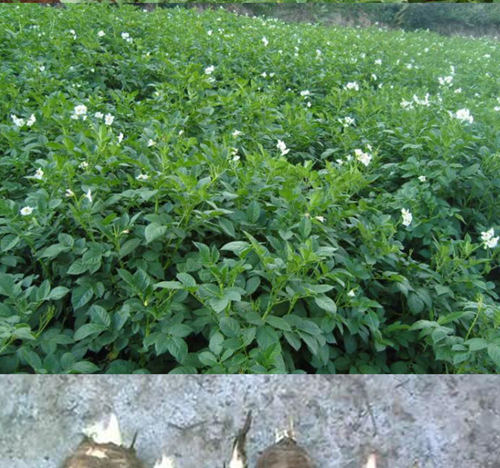 烘干机厂：白芷种植技术管理